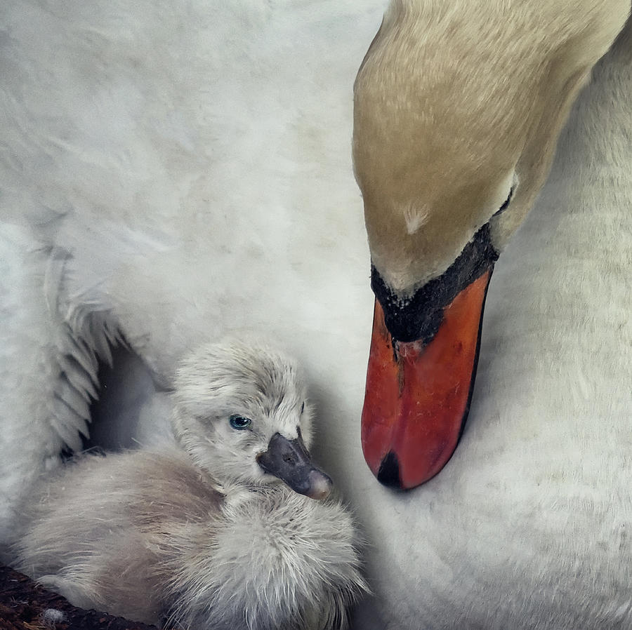 Swan Photograph - Close To You by Piet Flour