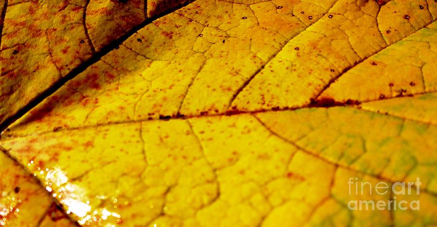 Close-Up Autumn Leaf Photograph by Cristina Stefan