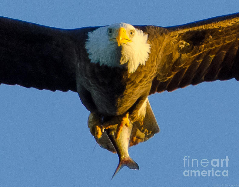 Close Up Bald Eagle with Kill Photograph by Jeff at JSJ Photography
