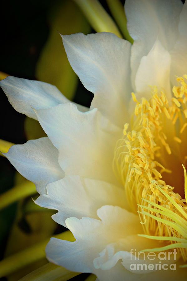 Flower Photograph - Close Up Beauty by Clare Bevan