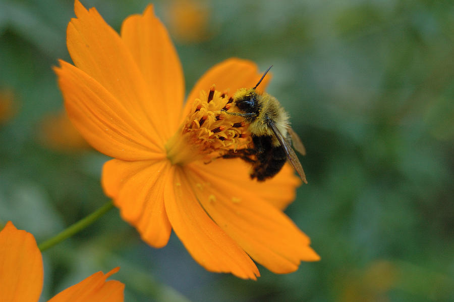 Close Up Bee Feeding on Orange Cosmos Photograph by Tom Wurl
