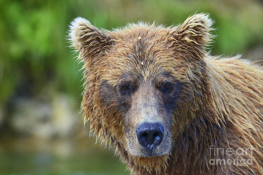 Close Up Brown Bear Portrait Photograph by Dan Friend