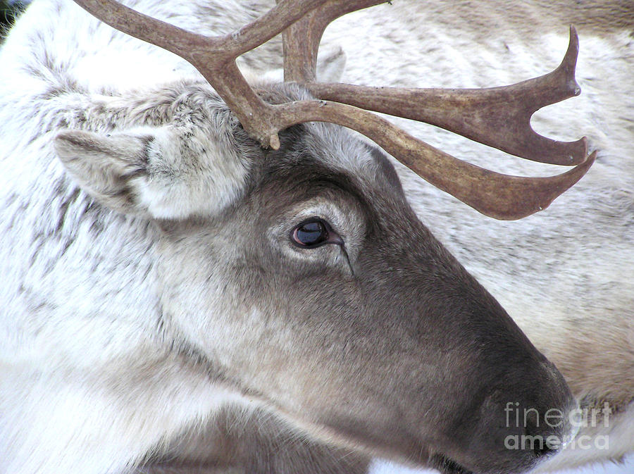 Christmas Photograph - Close-up caribou reindeer by Sylvie Bouchard