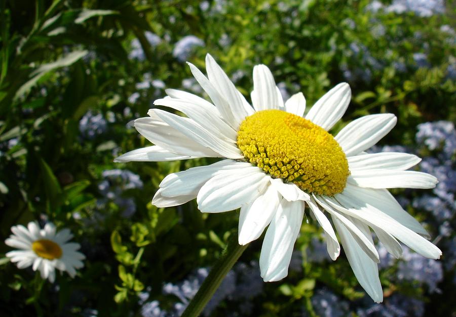 Close Up Common White Daisy With Garden Photograph by Taiche Acrylic Art