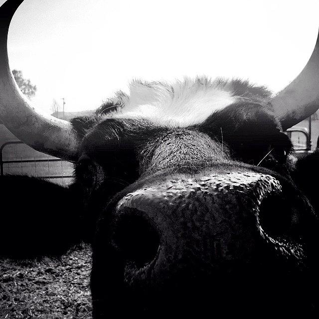 Close Up Cow Photograph by Jeff Graham