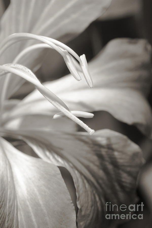 Hong Kong Photograph - Close-up detail of a hong kong orchid _black and white photograph_ by Allan Seiden