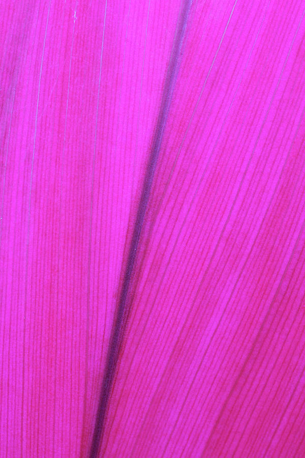Close Up Detail Of A Pink Flower Petal Photograph by Scott Mead