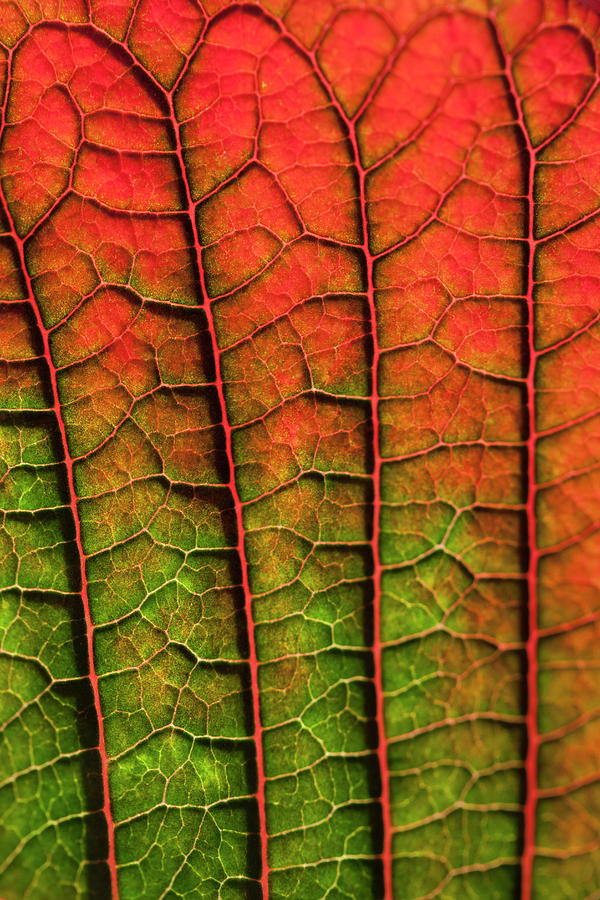 Close-up Detail Of A Poinsettia Leaf Photograph by Martin Child