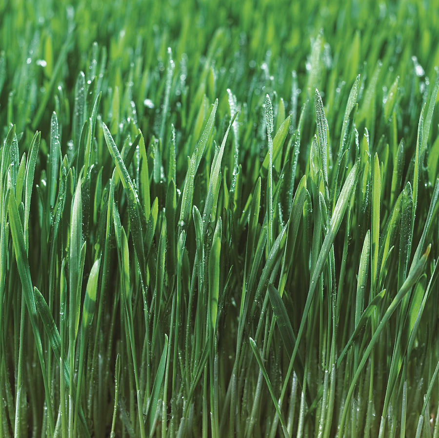 Fresh Photograph - Close-up Detail Of Fresh Wet Grass by Bruno Crescia
