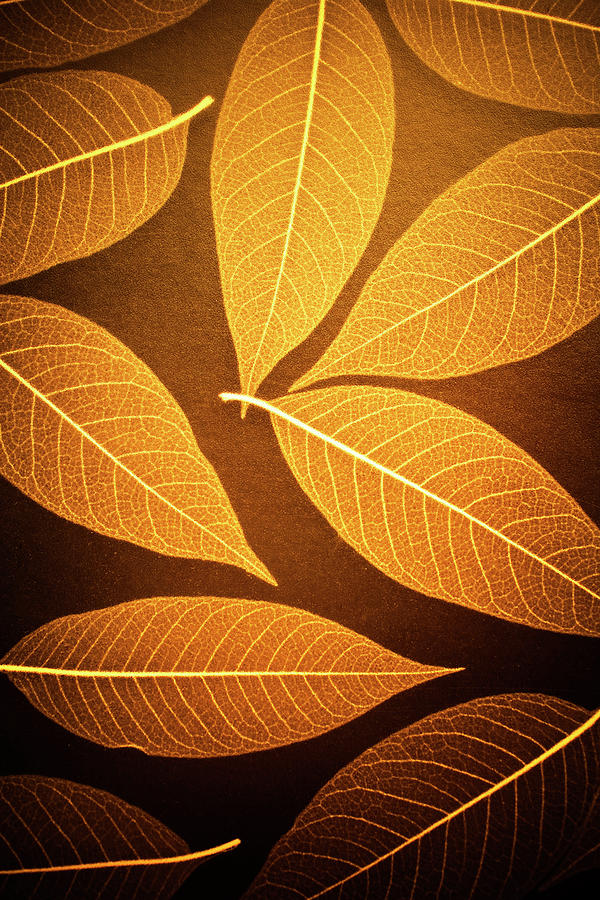 Close Up, Detail Of Leaves Etched Photograph by Ron Koeberer Pixels