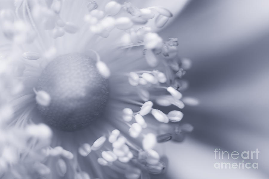 Flower Photograph - Close Up Floral Beauty in Blue by Natalie Kinnear