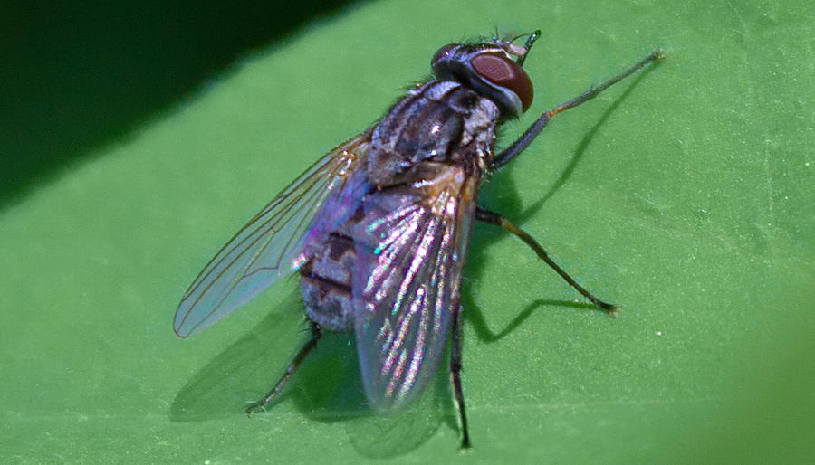 Close up fly Photograph by Jeff Niederstadt
