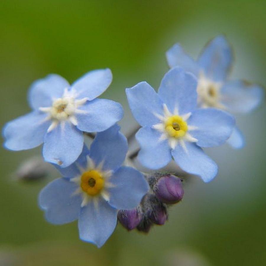 Close-up Forget Me Not Blue Myosotis Photograph by Taiche Acrylic Art