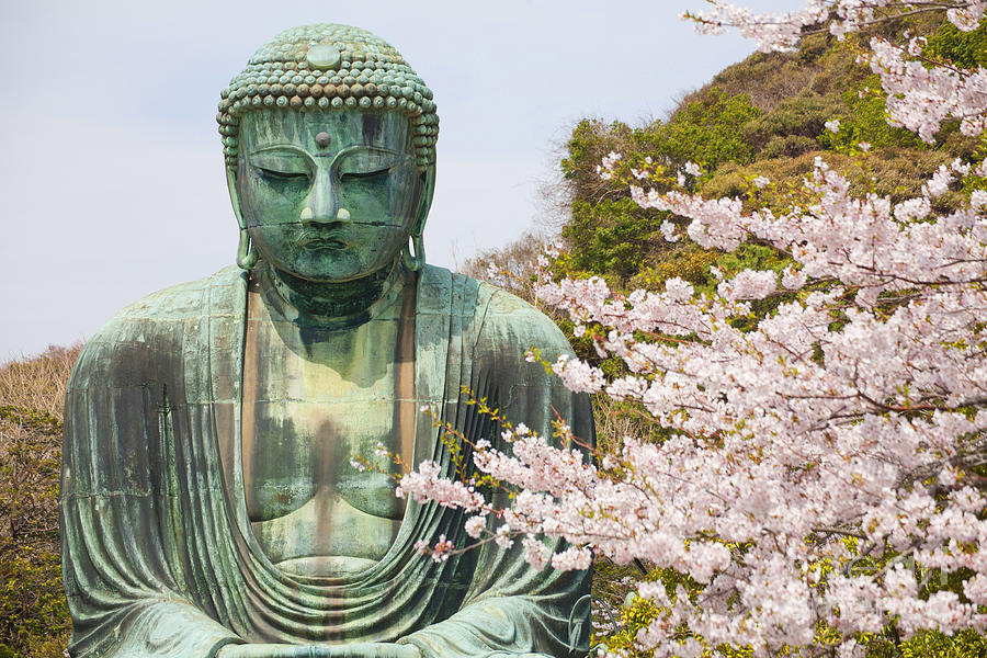 Architecture Photograph - Close up great buddha with sakura foreground in Kotoku-in Temple by Panithan Fakseemuang