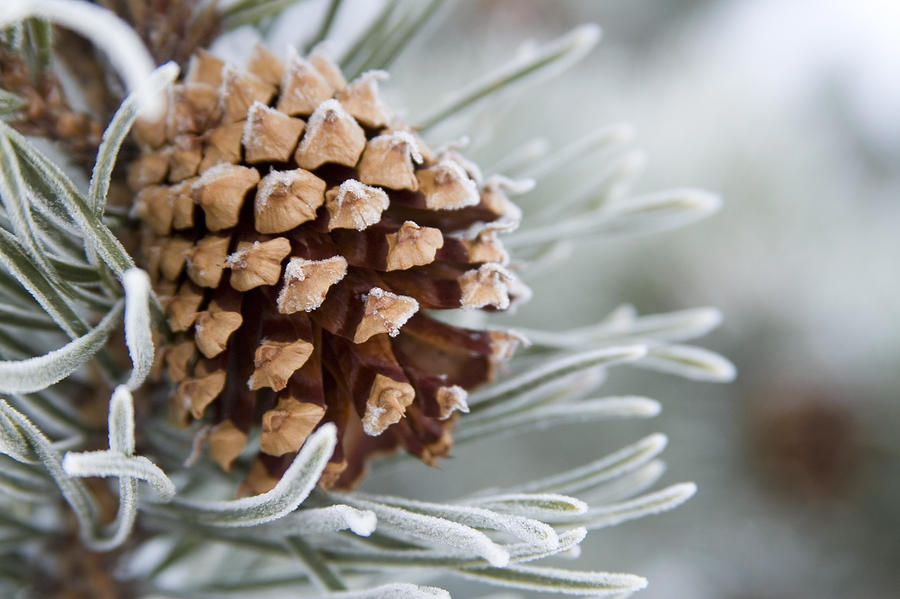 Close-up Image Of Frost-covered Pine Photograph by Charles Tribbey