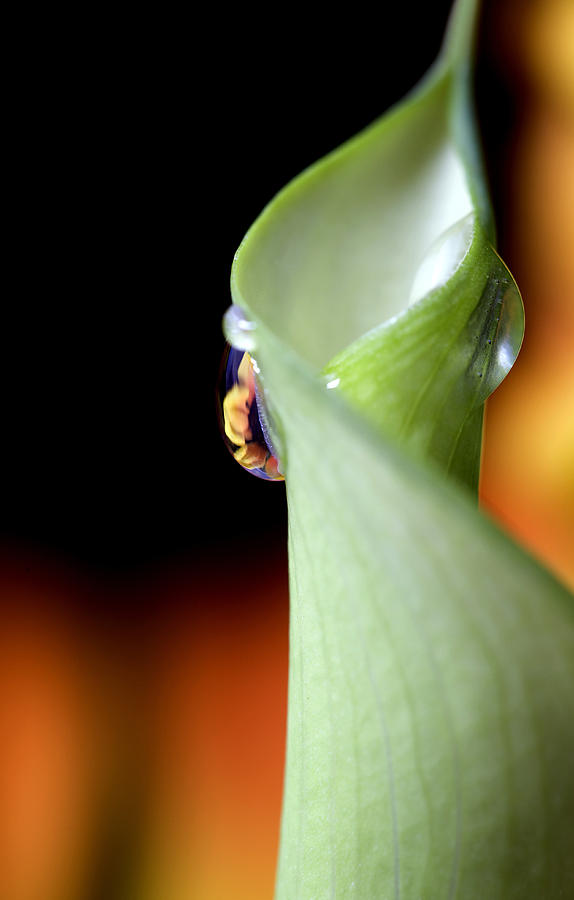 Close up lily water drop Photograph by Mark Duffy