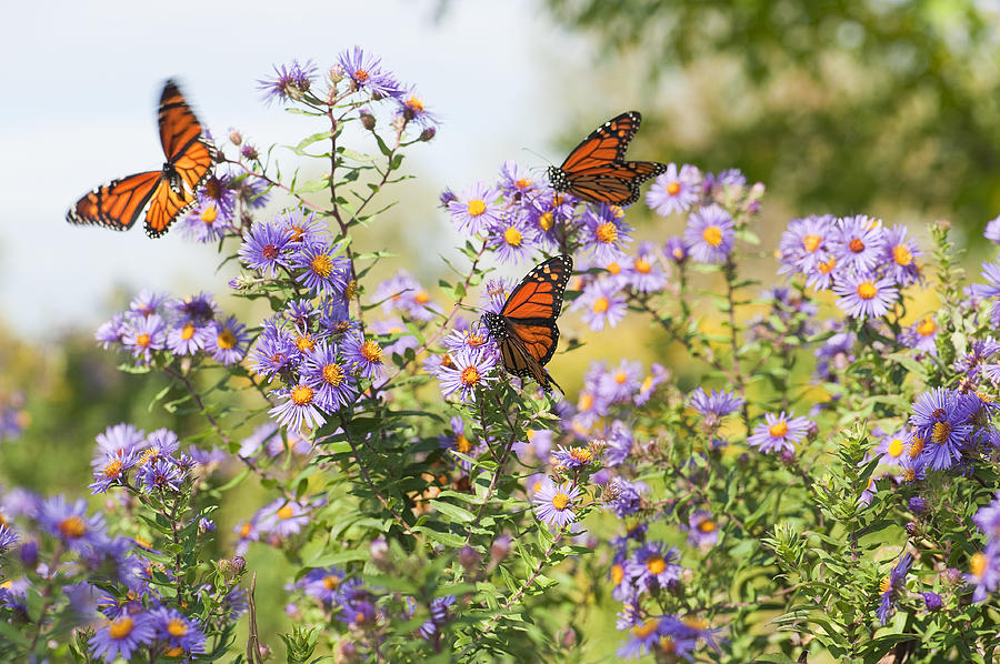 Close-up Monarch butterflies resting on flowers Photograph by DebraLee Wiseberg