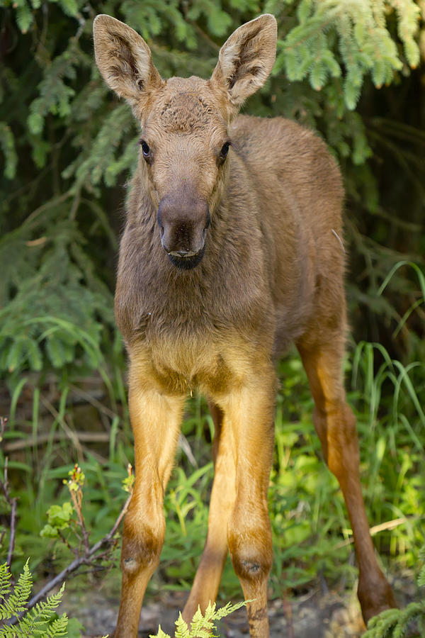 Close Up O A Moose Calf In An Anchorage Photograph by Jeff Schultz ...