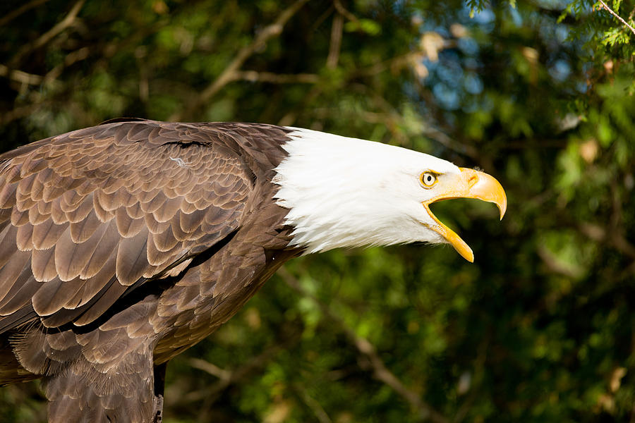 Close-up Of A Bald Eagle Haliaeetus Photograph by Panoramic Images