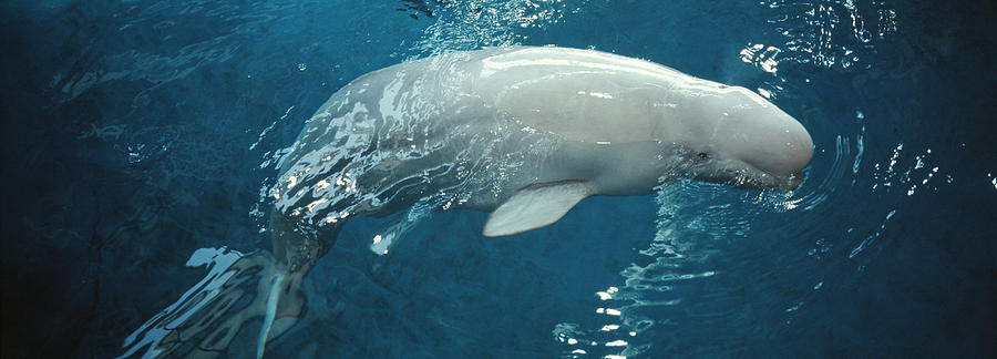 Close-up Of A Beluga Whale In An Photograph by Panoramic Images