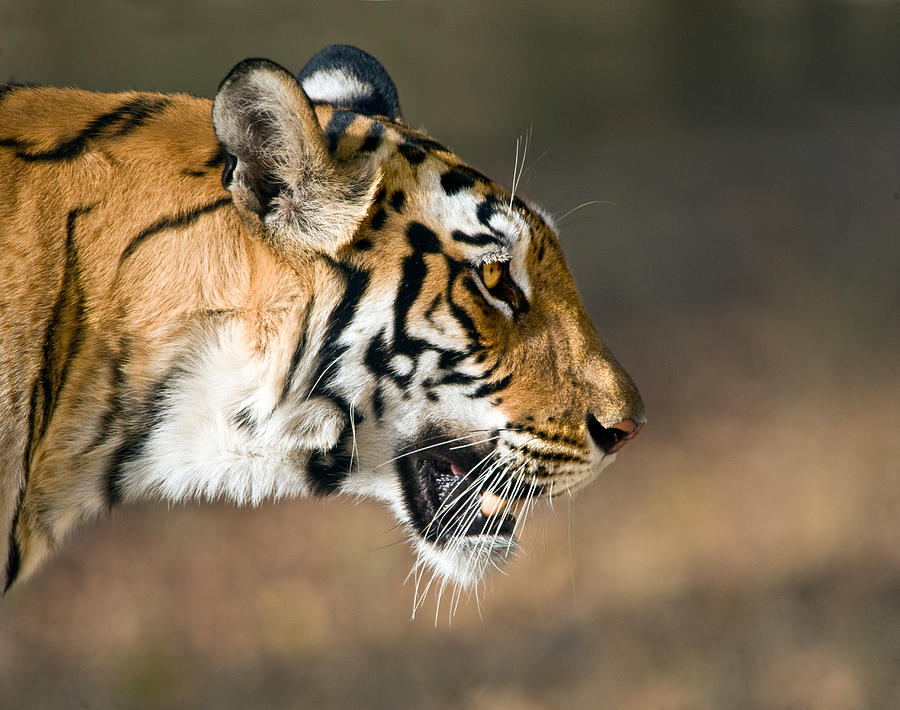 Bandhavgarh National Park Photograph - Close-up Of A Bengal Tiger Panthera by Panoramic Images