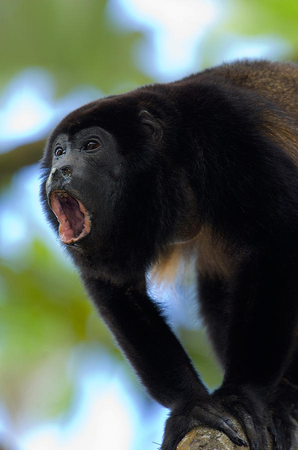 Close-up Of A Black Howler Monkey Photograph by Panoramic Images