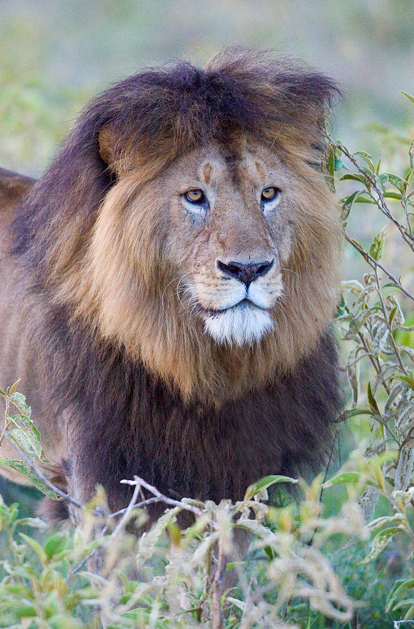 Wildlife Photograph - Close-up Of A Black Maned Lion by Panoramic Images