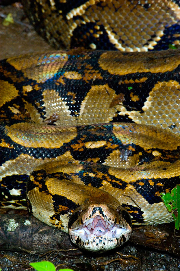 Boa Constrictor Photograph - Close-up Of A Boa Constrictor, Arenal by Panoramic Images