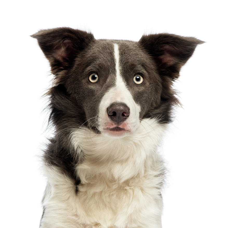 Close-up Of A Border Collie Photograph by Life On White - Fine Art America