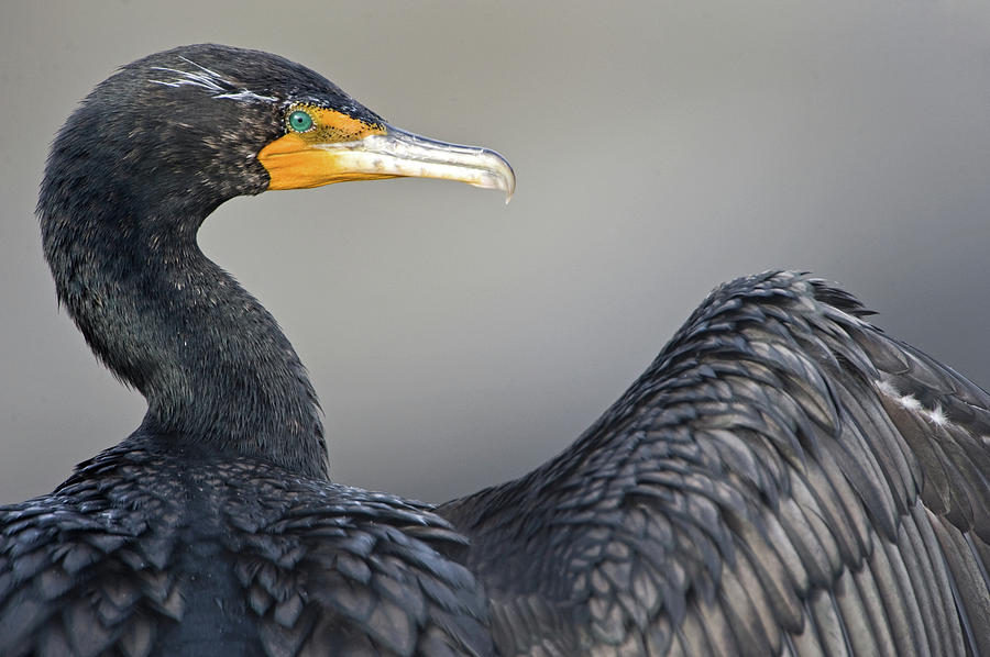Close-up Of A Brandts Cormorant Photograph by Animal Images
