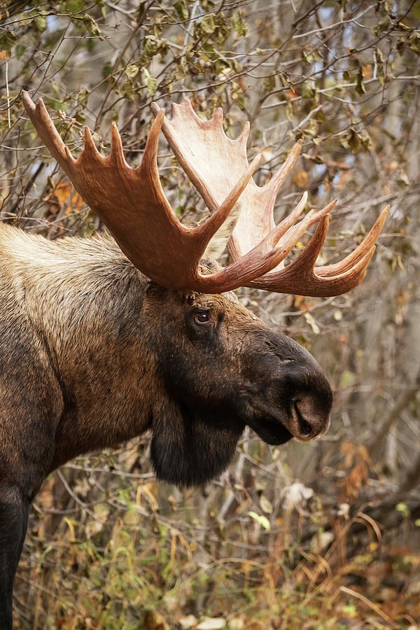 Anchorage Photograph - Close Up Of A Bull Moose At Powerline by Doug Lindstrand