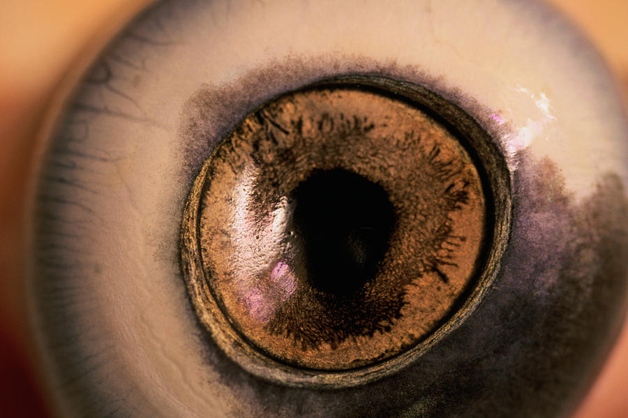 Close Up Of A Bull Shark Eye Photograph By David Mclain