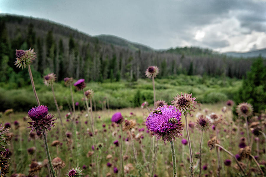 Image of Field of bull thistles