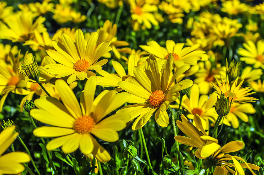 Close Up Of A Bunch Of Yellow Daisies Photograph by Alex Grichenko