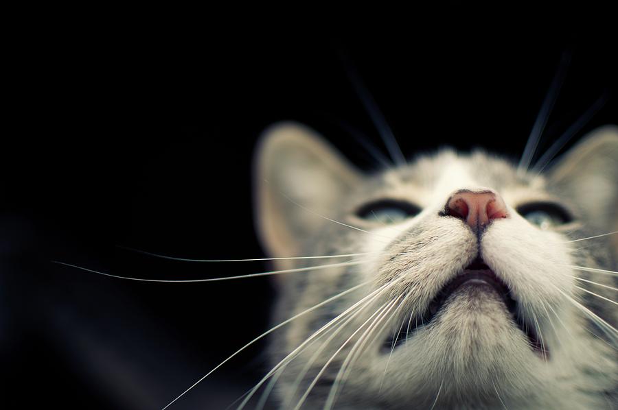 Close Up Of A Cats Face With Its Nose Photograph by 53degreesnorthphotography