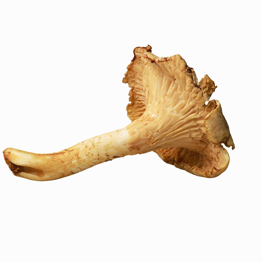 Close-up of a chanterelle mushroom Photograph by Stockbyte
