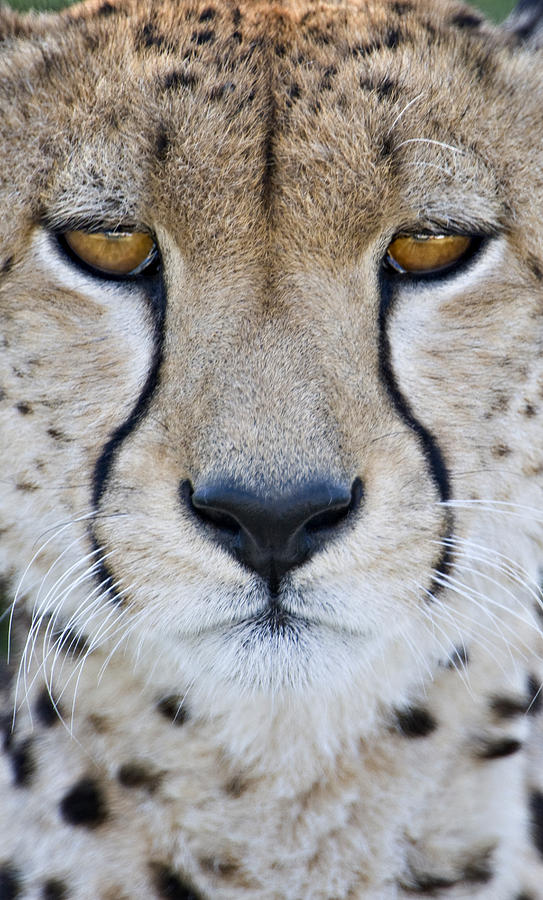 Nature Photograph - Close-up Of A Cheetah Acinonyx Jubatus by Panoramic Images