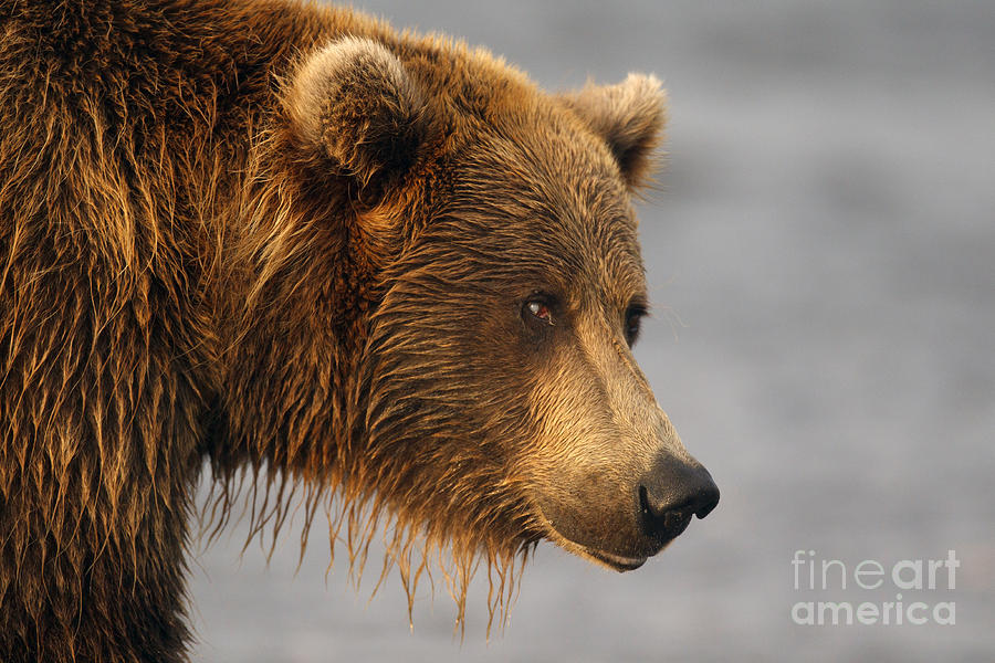 Lake Clark National Park Photograph - Close Up of a Coastal Grizzly by Jason O Watson
