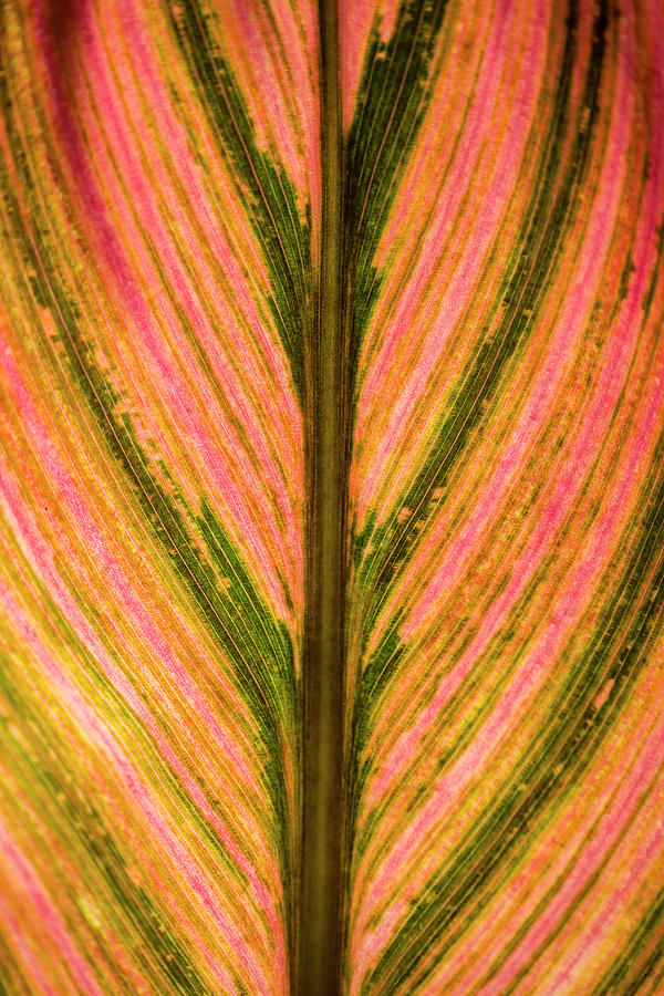Close Up Of A Colourful Leaf Photograph by Scott Mead