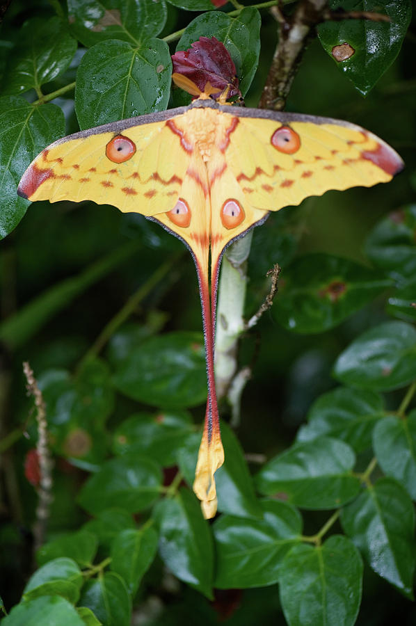 Wildlife Photograph - Close-up Of A Comet Moth Argema Mittrei by Animal Images
