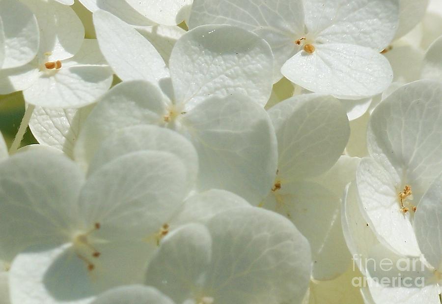 Flower Photograph - Close up of a Cream Hydrangea by Helene Guertin