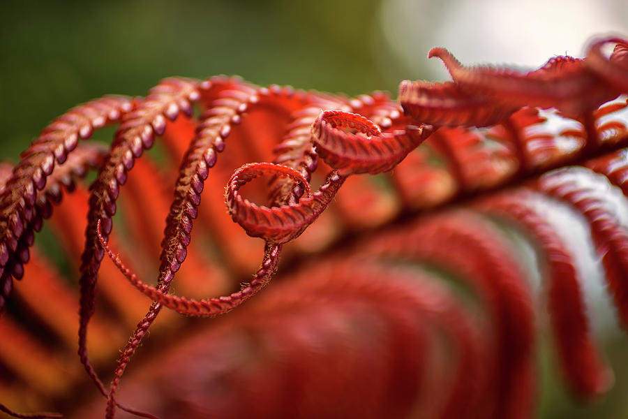 Close Up Of A Crimson Amau Fern Photograph