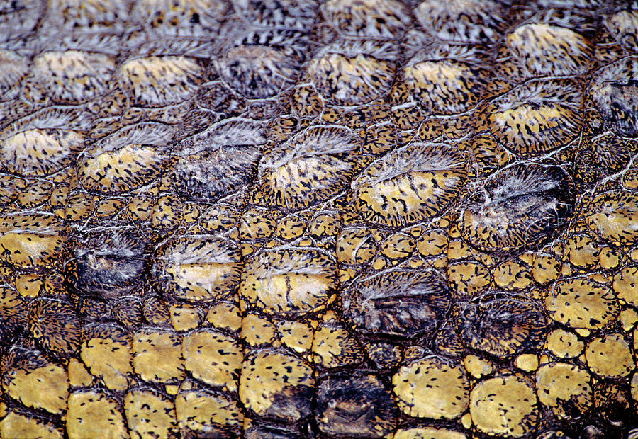 Close up Of A Crocodile Skin  Photograph by Animal Images