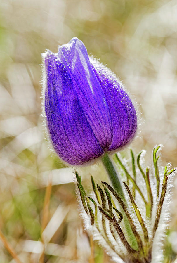 Nature Photograph - Close Up Of A Crocus Flower  Calgary by Michael Interisano
