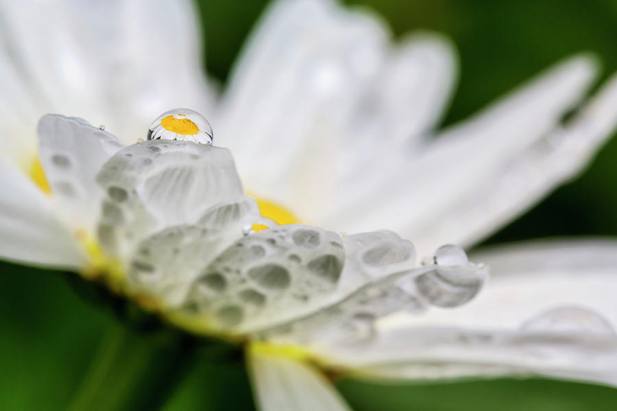 Close Up Of A Daisy With A Water Photograph by Marion Owen