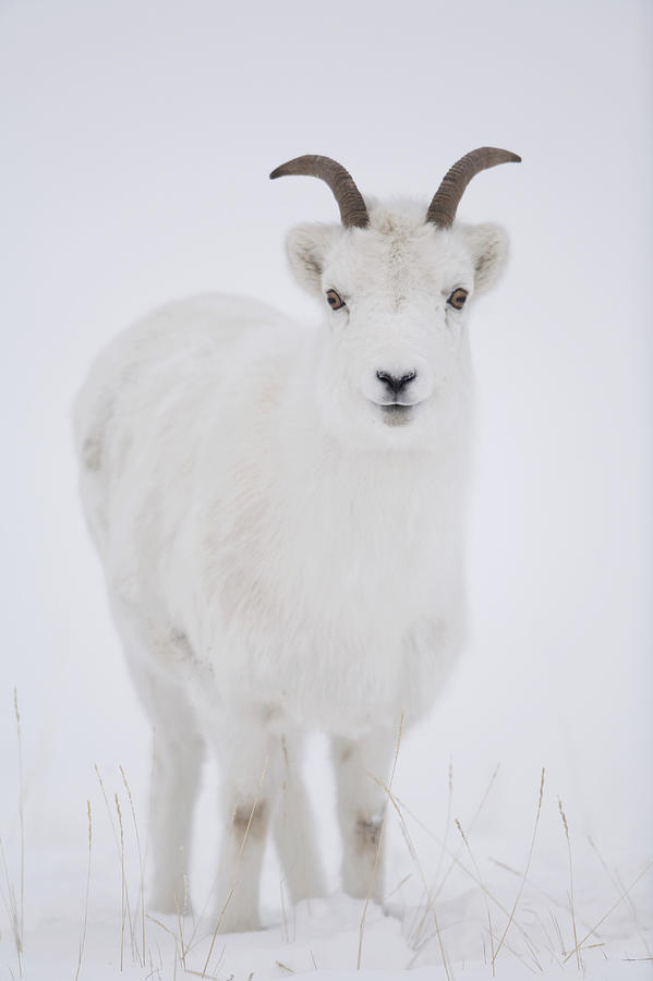 Close Up Of A Dall Sheep Ewe In Winter Photograph by Milo Burcham ...