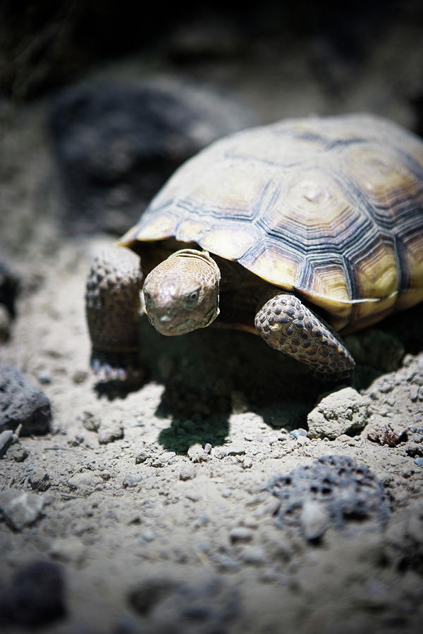 Close Up Of A Desert Tortoise Gopherus Photograph by Ron Koeberer - Pixels