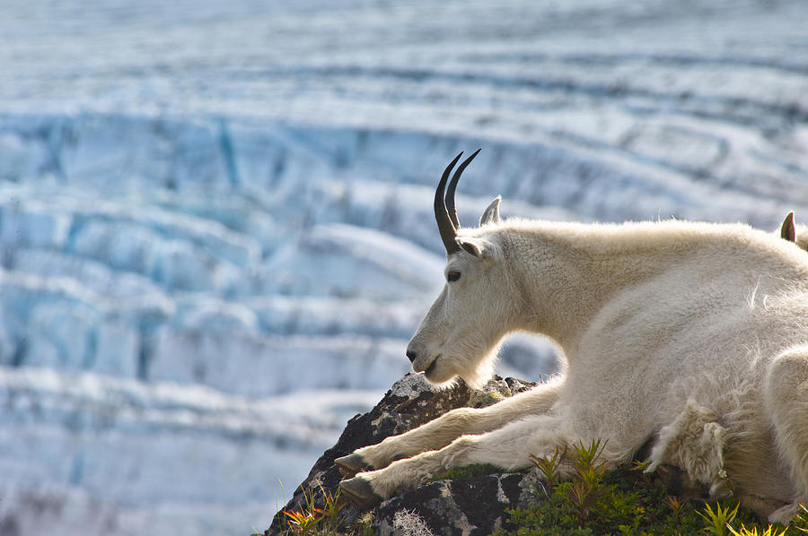 Female Photograph - Close Up Of A Female Mountain Goat by Michael Jones