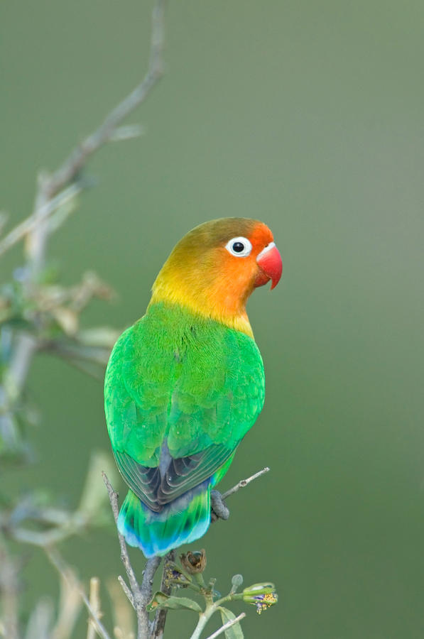 Lovebird Photograph - Close-up Of A Fischers Lovebird by Panoramic Images