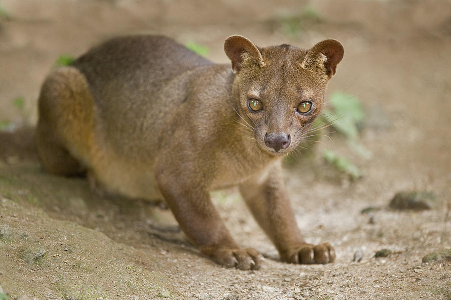 Close-up Of A Fossa Cryptoprocta Ferox Photograph by Animal Images - Pixels